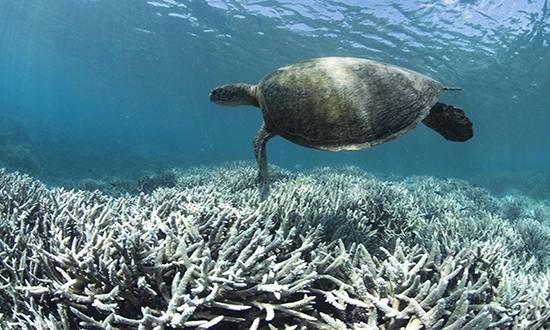 Barriere de corail
