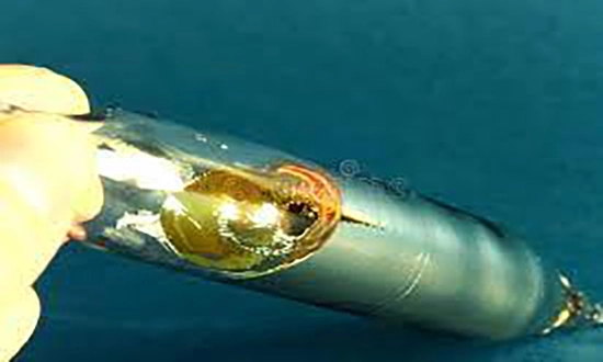 capsule cesium