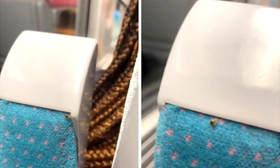 punaise de lit dans un train