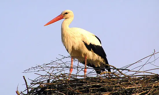 retour de la cigogne en Tunisie