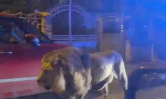 un lion dans la rue a Rome